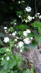 Astrantia carniolica
