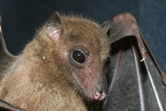 Rousettus obliviosus