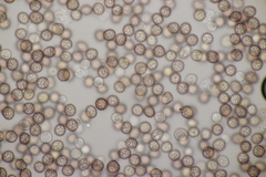 Microbotryum anomalum