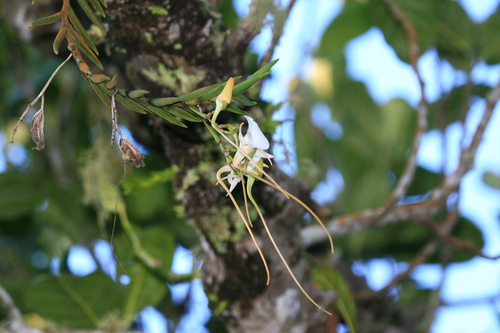 Angraecum scottianum image