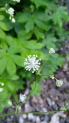 Astrantia carniolica