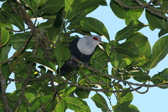 Alectroenas sganzini