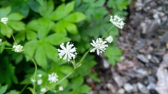 Astrantia carniolica