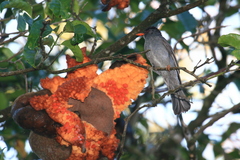 Hypsipetes madagascariensis