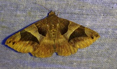 Bastilla arcuata