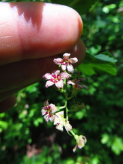 Ribes acerifolium