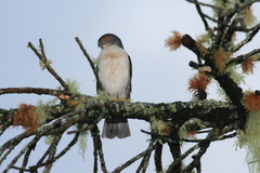 Accipiter francesiae