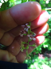 Ribes acerifolium