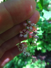 Ribes acerifolium