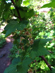 Ribes acerifolium