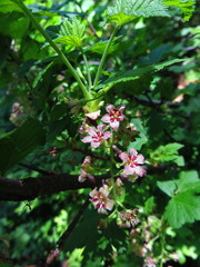 Ribes acerifolium