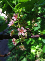 Ribes acerifolium