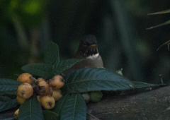 Turdus albicollis