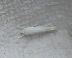 Stegommata sulfuratella