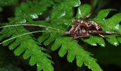 Ommatoptera