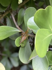 Romalea microptera