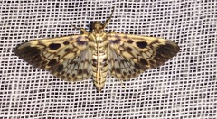 Rhimphaliodes macrostigma