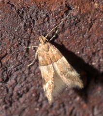 Theisoa constrictella