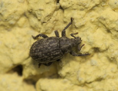 Romualdius scaber