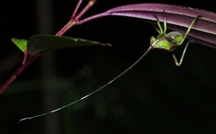 Paracycloptera