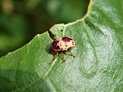 Cryptocephalus mutabilis