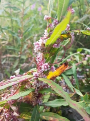 Cuscuta europaea