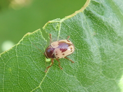 Cryptocephalus mutabilis