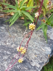 Cuscuta europaea
