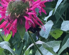 Bombus