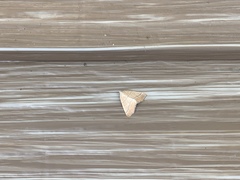 Tetracis jubararia