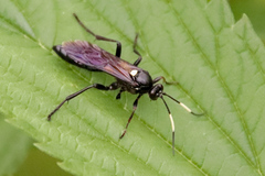 Cratichneumon unifasciatorius