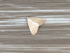 Tetracis jubararia