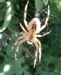 Araneus diadematus