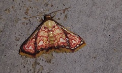 Enispa rosellus