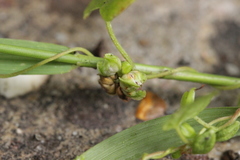 Microbotryum anomalum