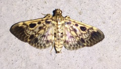 Rhimphaliodes macrostigma