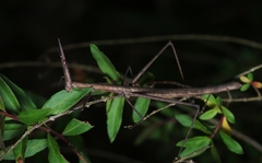 Cephalocoema