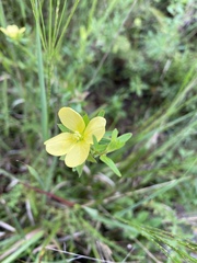 Ludwigia hirtella