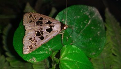 Anoba pectinata