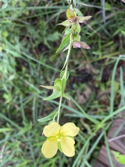 Ludwigia hirtella