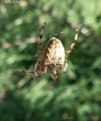 Araneus diadematus