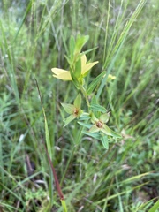 Ludwigia hirtella