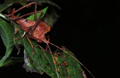 Ommatoptera