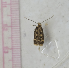 Martyringa latipennis