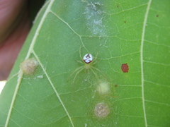 Araneus guttulatus