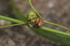 Microbotryum anomalum