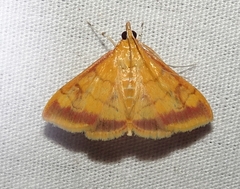 Pyrausta onythesalis