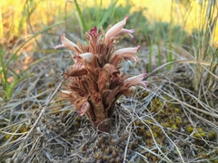 Aphyllon corymbosum mutabile