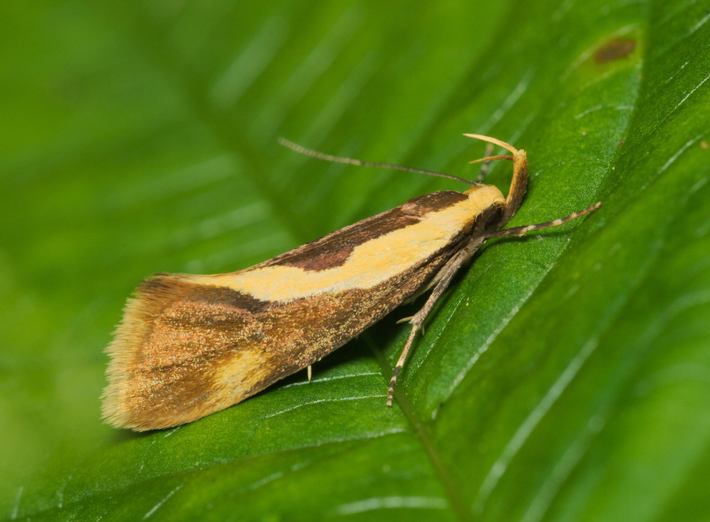 Concealer Moths