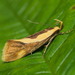 Oecophoridae - Photo (c) portioid, alguns direitos reservados (CC BY-SA), uploaded by portioid